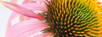 natural health products